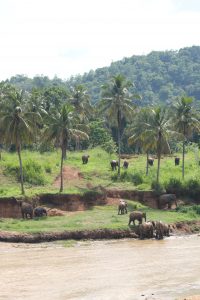 viaje a medida a Sri Lanka